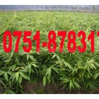 供應(yīng)百萬優(yōu)質(zhì)毛竹苗 楠竹苗