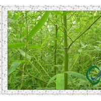 竹苗|早園竹供應|雷竹