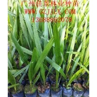 加拿利海棗營養苗加拿利海棗小袋苗加拿利海棗種子質優價廉