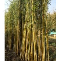 山西竹苗價格提供青竹1公分毛竹2公分金鑲玉竹苗價格