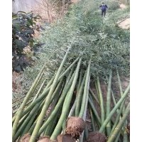 竹苗價格青竹價格紫竹價格1-5公分竹苗價格行情