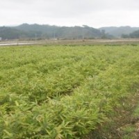 毛竹苗