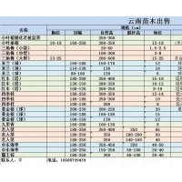銀海棗、老人葵、霸王棕、垂榕、紅車、四季桂、米蘭、九里香、黃
