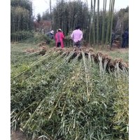 今日天津竹苗價格出售紫竹鋼竹青竹1-5公分竹苗價格