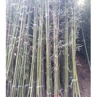 今日北京竹苗價格出售紫竹鋼竹青竹1-5公分竹苗價格