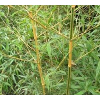 大量供應竹子苗木 成都觀賞竹