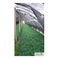 供應袖珍椰子 棕櫚盆花