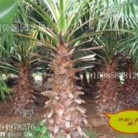 華棕加拿利海棗、中東海棗、銀海棗、華棕（華盛頓棕櫚）