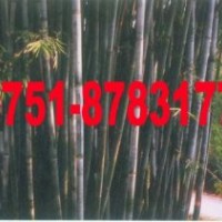 供應青皮竹苗 單竹苗