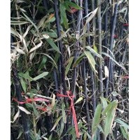 四季青竹業出售北京竹苗價格山東竹苗價格河北竹苗價格