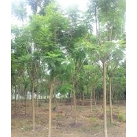 藍花楹，藍花楹價格