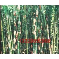供窩竹、紫竹、斑竹等觀賞和造林用竹苗