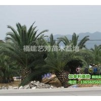 供應加拿利海棗