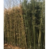 山東竹苗價格出售北方耐寒竹苗價格行情金鑲玉竹價格行情