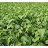 【供應嫁接核桃苗】【運城核桃苗】【產地核桃苗】【核桃苗價格】