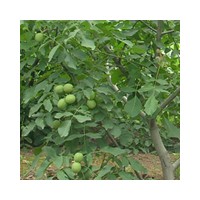 供應(yīng)核桃樹大規(guī)模核桃樹 山西核桃樹