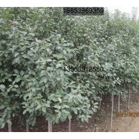 專供北美海棠樹苗、開心果、長壽果、甜茶苗