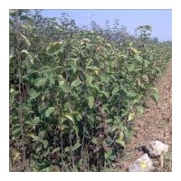大量供應梨樹苗