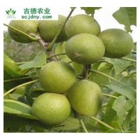 出售優質核桃苗、桃子苗、李子苗、枇杷苗