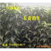 供應寒富蘋果苗，123蘋果苗