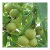 大量供應(yīng)核桃苗