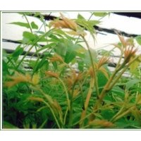 現(xiàn)貨供應香椿樹苗