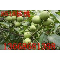 早實(shí)高產(chǎn)8518核桃苗，8518核桃苗基地