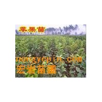 供應(yīng)蘋果苗，桃苗，棗苗，梨苗，柿子苗，核桃苗