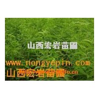 供應(yīng)海棠苗，杜梨苗，山毛桃苗，山杏苗，軟棗苗