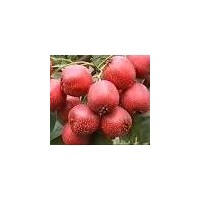 供應山楂，蘋果，柿子，核桃