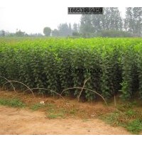 供應甜茶實生苗、甜茶苗（北美海棠）