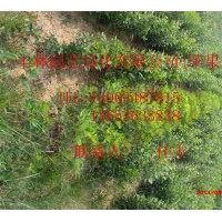 山西優(yōu)質(zhì)紅富士蘋果苗