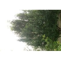 供應極品海棠樹