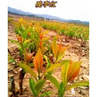 優(yōu)質(zhì)果苗:橋化寒富，矮化寒富， 晚李紅，晚黃