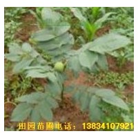 供應山西優質核桃苗 核桃種子