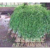 供應枸杞苗，枸杞苗子，質優價廉！