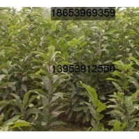 供應(yīng)板栗嫁接苗、板栗苗