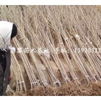 北京櫻桃苗供應⊥河北蘋果苗銷售々河北葡萄苗價格，河北桃樹苗