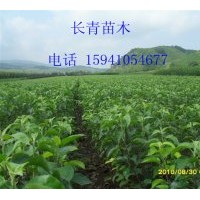 黃太平蘋果苗低價供應-量大