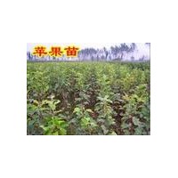 供應蘋果苗，桃苗，棗苗，梨苗，柿子苗，核桃苗，山楂苗