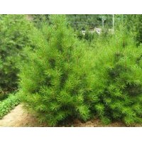 出售文冠果苗，蜀快，核桃嫁接苗