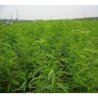現(xiàn)貨供應桃樹苗， 桃樹成苗，二年桃樹成苗，桃樹實成苗