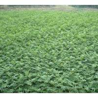 現(xiàn)貨供應花椒樹苗