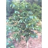 供應嫁接核桃苗/掛果山楂樹/綠化蘋果樹/占地山桃樹、毛桃樹