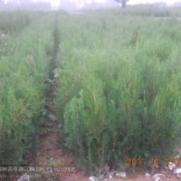 供應桃苗 核桃苗 櫻桃苗 蘋果苗 國槐苗 香椿苗 山楂苗 側柏苗 軟