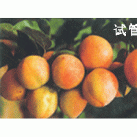 供應杏樹苗 蘋果苗 梨樹苗 桃樹苗