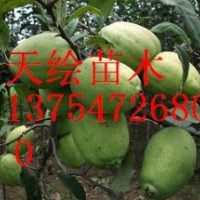 供應藥用食用雙重功效果樹-木瓜、皺皮木瓜、種子種苗、木瓜果、