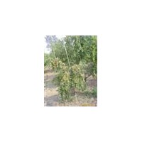 大量供應(yīng)0.8--45公分棗樹苗，可占地可綠化！