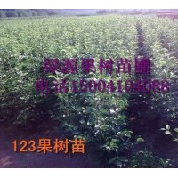 批發123蘋果苗