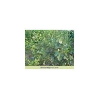 供應山楂苗 山西山楂苗